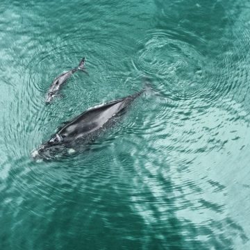 27 baleias são observadas em um único dia no mar de Salvador