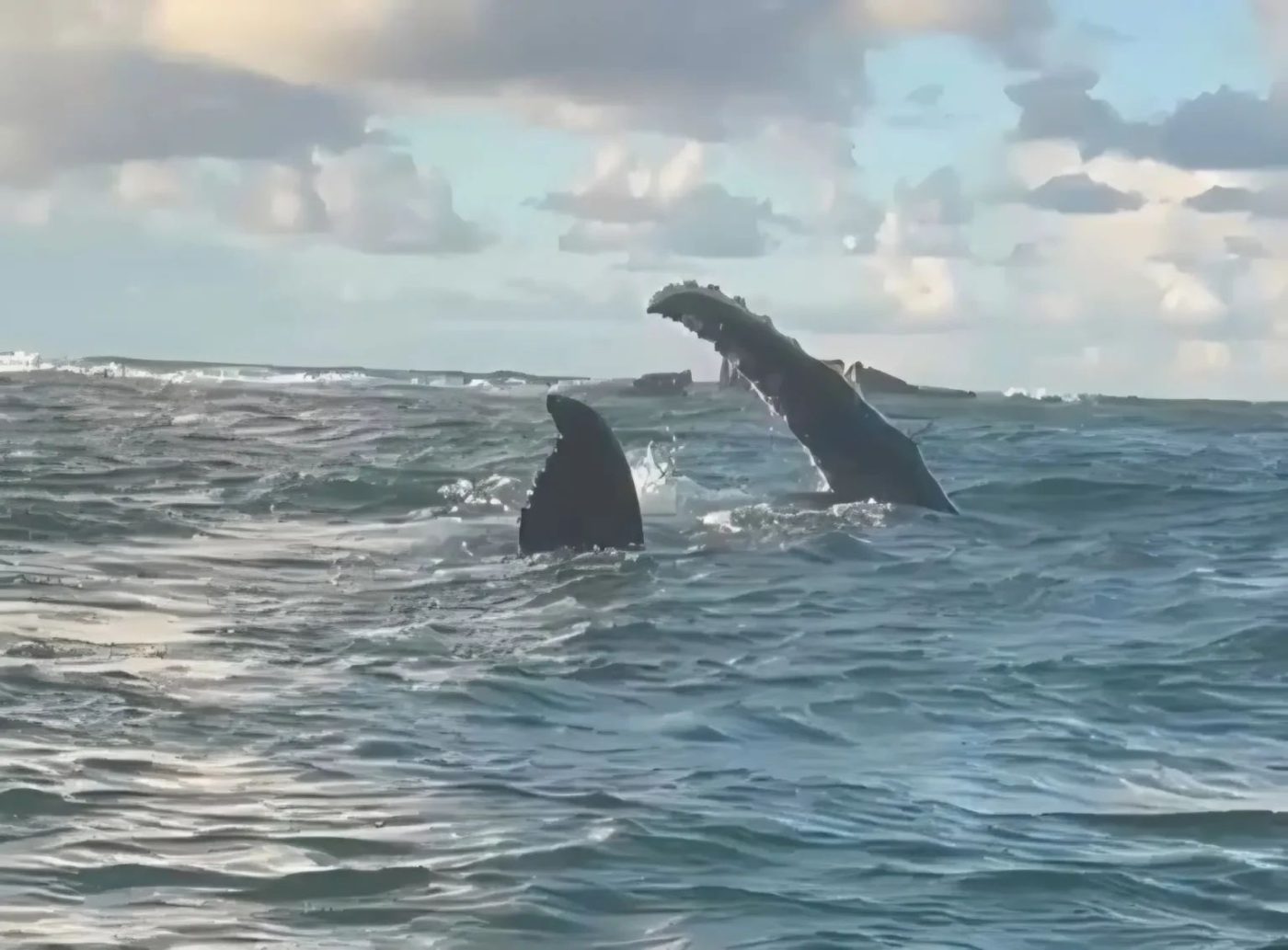 Baleias aparecem em Itapuã e marcam o início da temporada em Salvador; veja vídeo