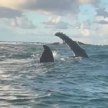 Baleias aparecem em Itapuã e marcam o início da temporada em Salvador; veja vídeo