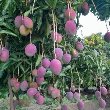 Produtores do Vale do São Francisco enfrentam crise com tarifa dos EUA: “Medo da manga virar lama”