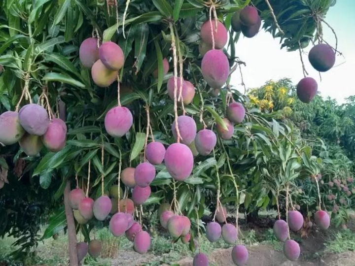 Produtores do Vale do São Francisco enfrentam crise com tarifa dos EUA: “Medo da manga virar lama”