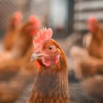 Argentina, Índia e mais cinco países retiram embargo ao frango brasileiro