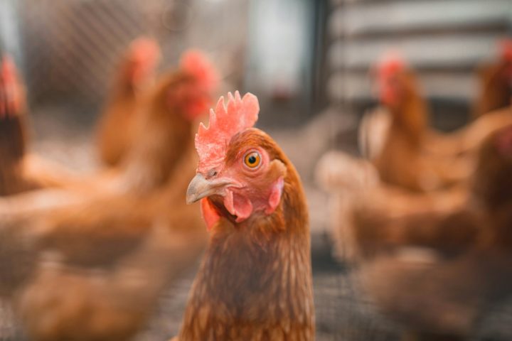 Argentina, Índia e mais cinco países retiram embargo ao frango brasileiro