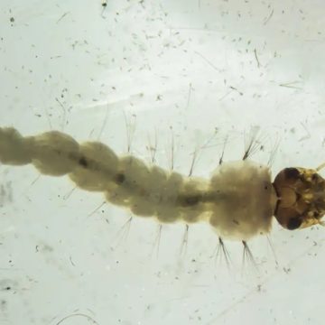 Brasil inaugura maior biofábrica de mosquitos com bactéria que combate dengue, zika e chikungunya