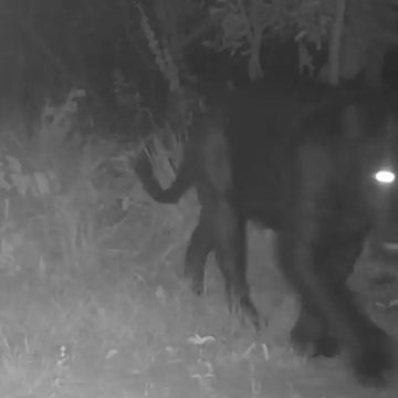 Onça-preta aparece pela primeira vez em reserva no Cerrado