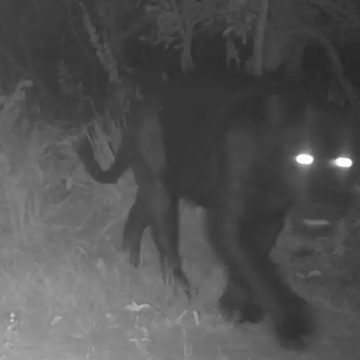 Onça-preta é registrada pela primeira vez em reserva natural de Goiás