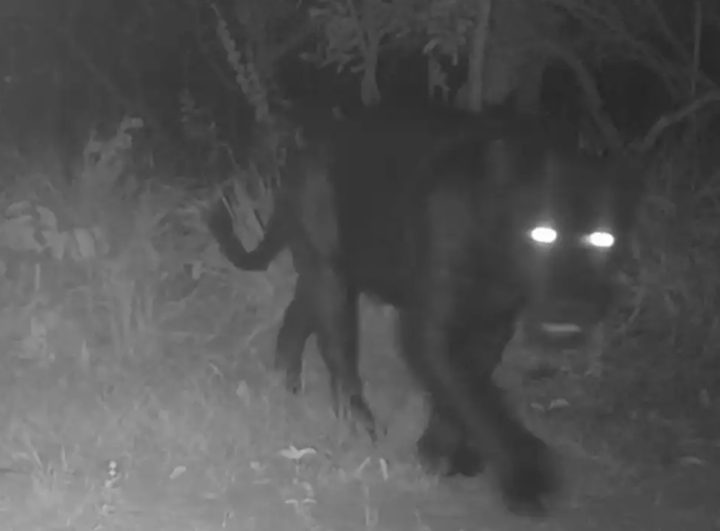Onça-preta é registrada pela primeira vez em reserva natural de Goiás