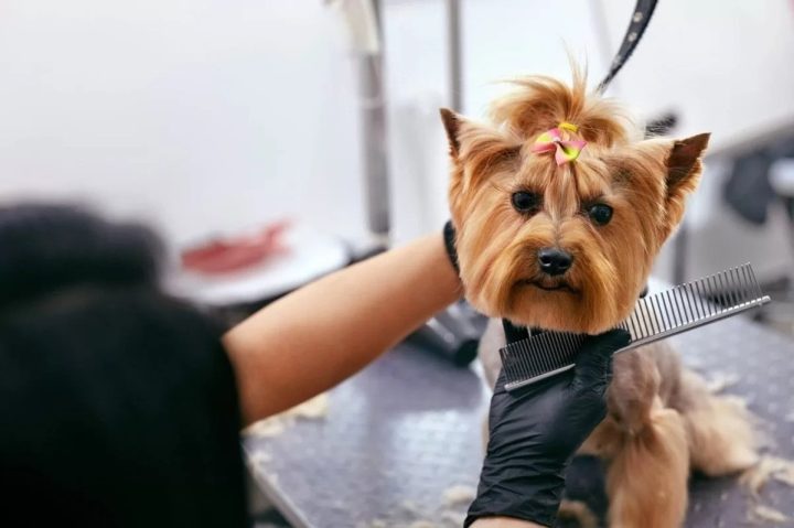 Shopping em Salvador promove ação especial com tosas ao vivo e inscrições para campeonato pet