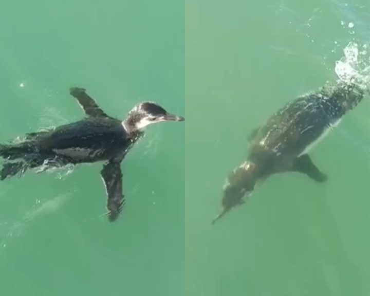 Pinguim é flagrado nadando em praia paradisíaca de Trancoso