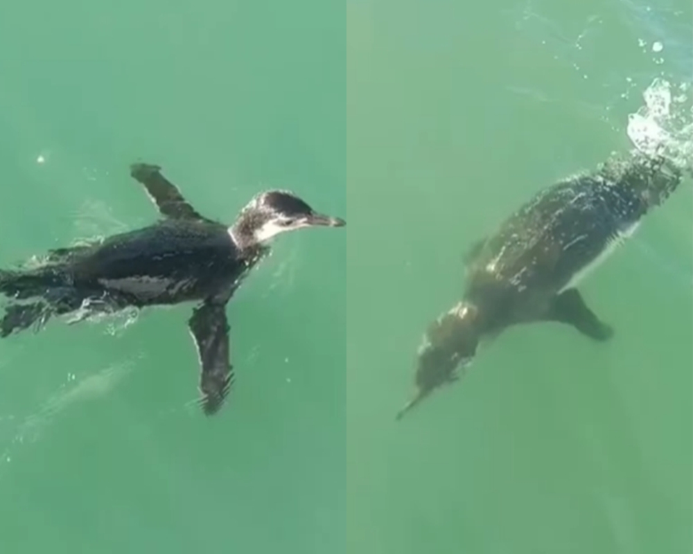 Pinguim é flagrado nadando em praia paradisíaca de Trancoso