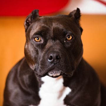 Ação no STF questiona proibição de pit bulls em Santa Catarina