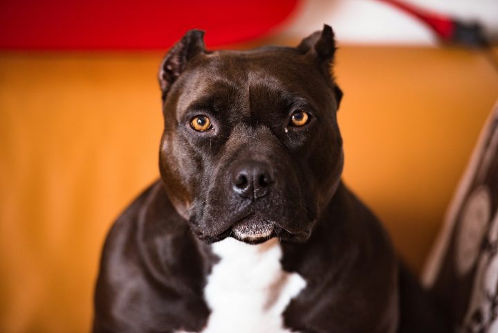 Ação no STF questiona proibição de pit bulls em Santa Catarina
