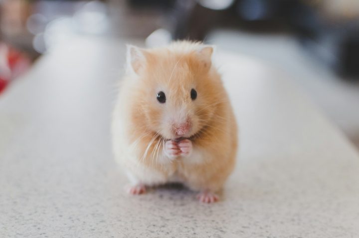 Câmara aprova fim dos testes em animais para cosméticos no Brasil