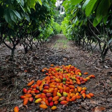 Bahia receberá reflorestamento de 2 mil hectares em projeto ambiental da Nestlé