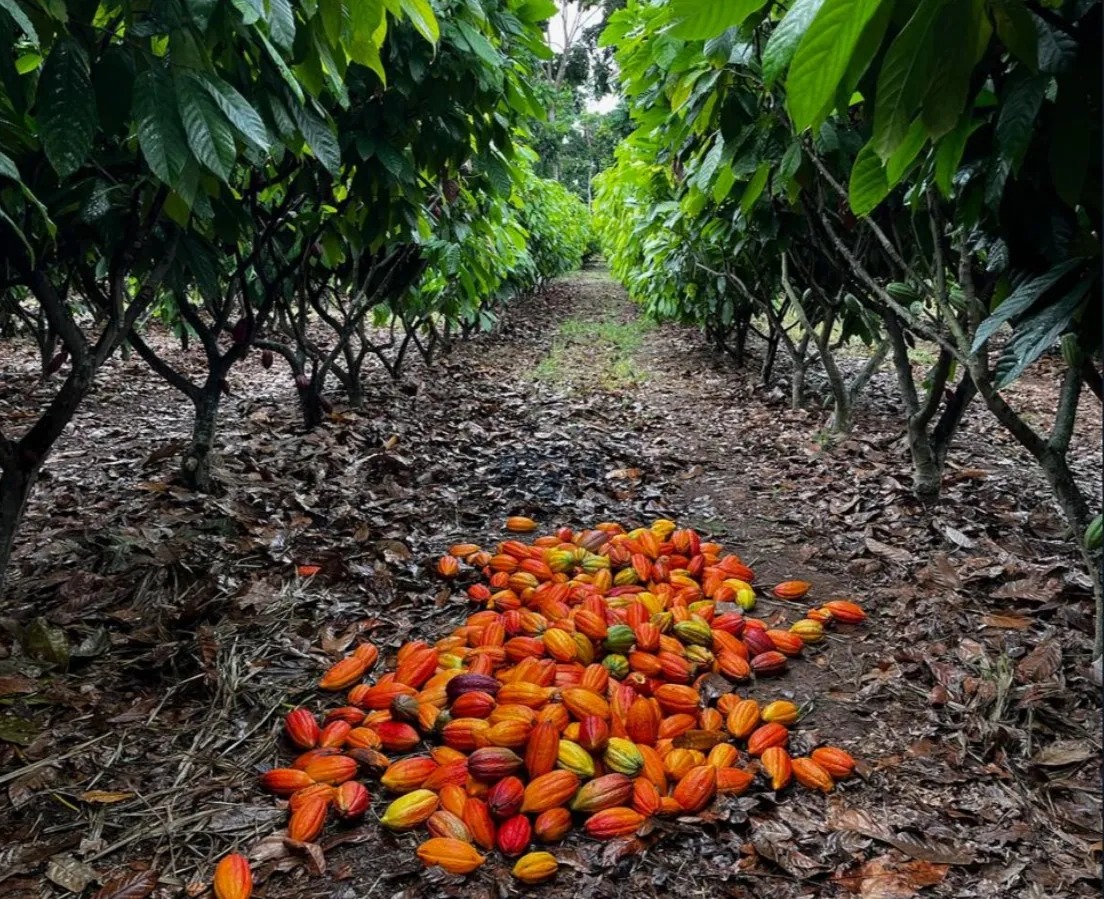 Bahia receberá reflorestamento de 2 mil hectares em projeto ambiental da Nestlé