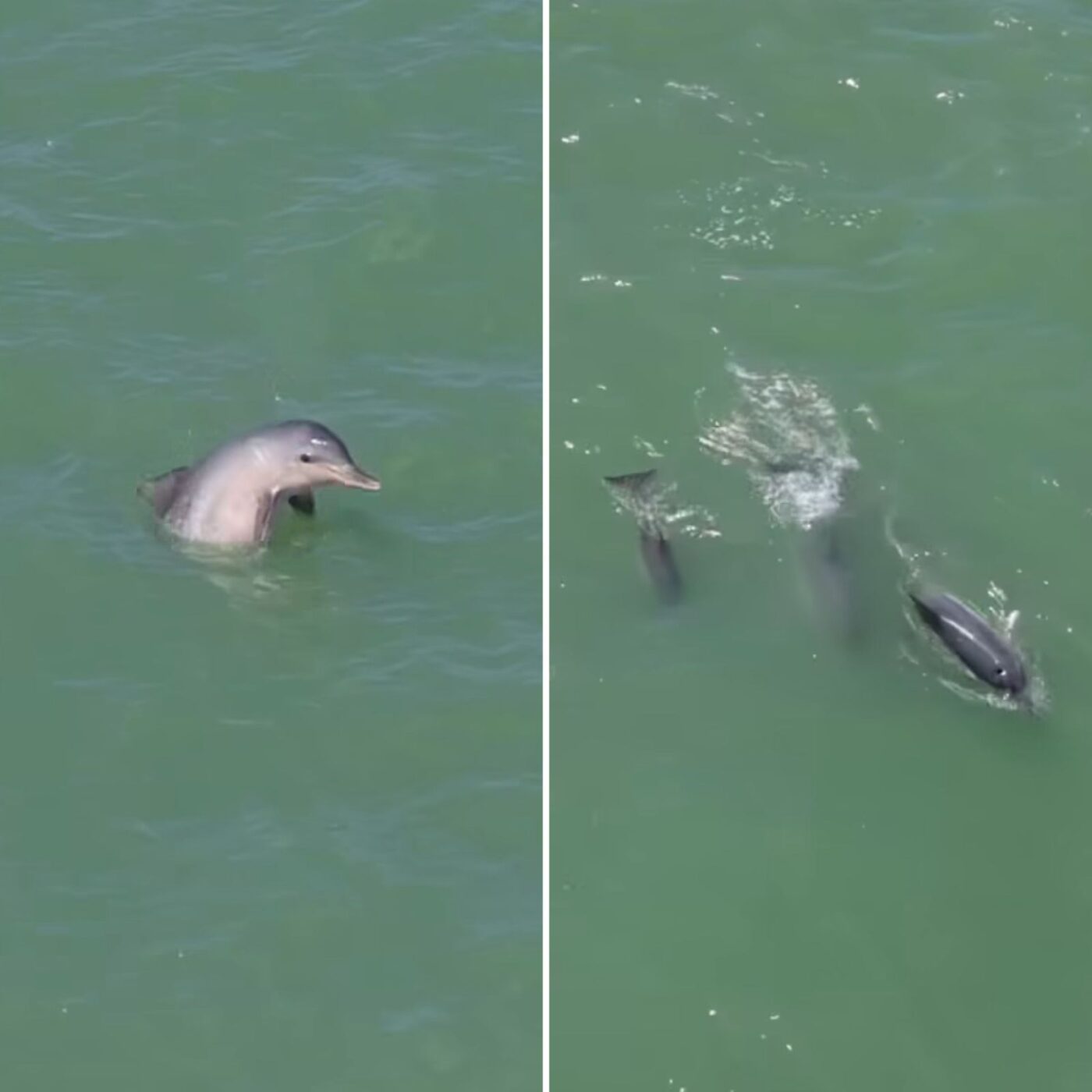 Golfinhos são avistados em orla de Porto Seguro; assista ao espetáculo