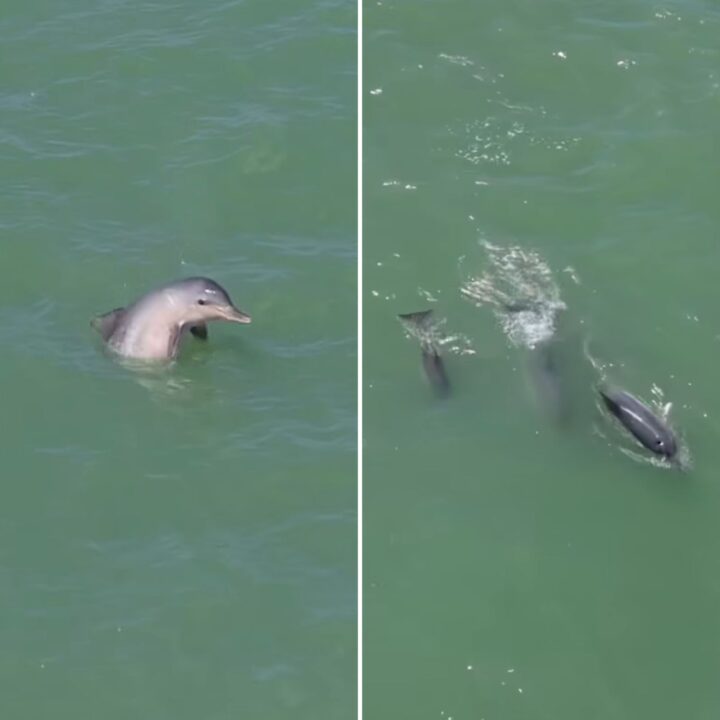 Golfinhos são flagrados na orla de Porto Seguro e encantam banhistas; assista ao vídeo