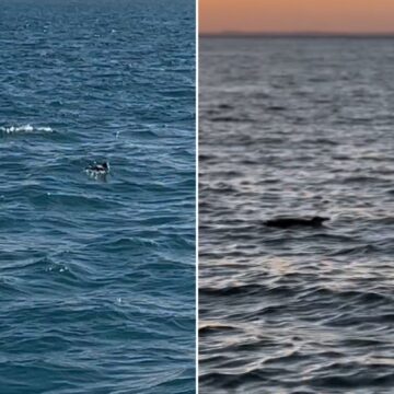 Presença de pinguins em praias de Salvador chama atenção de moradores e turistas