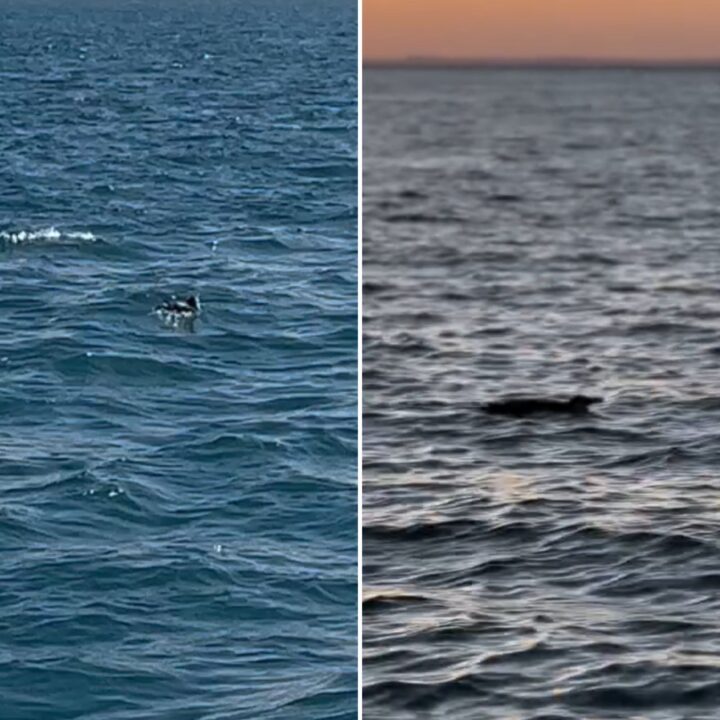 Presença de pinguins em praias de Salvador chama atenção de moradores e turistas