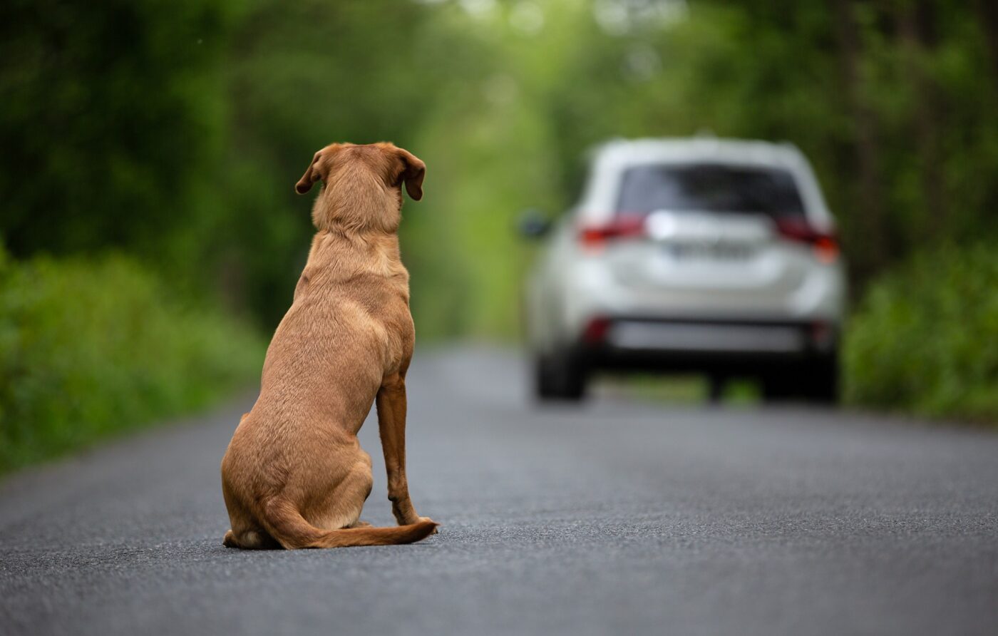 Projeto de lei propõe multa de até R$ 12 mil para quem abandonar animais na Bahia