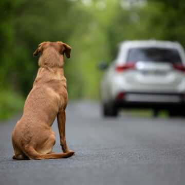 Projeto de lei propõe multa de até R$ 12 mil para quem abandonar animais na Bahia