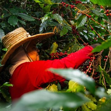 Festival Baiano de Cafés acontece nesta semana em Salvador e aponta futuro do café na Bahia