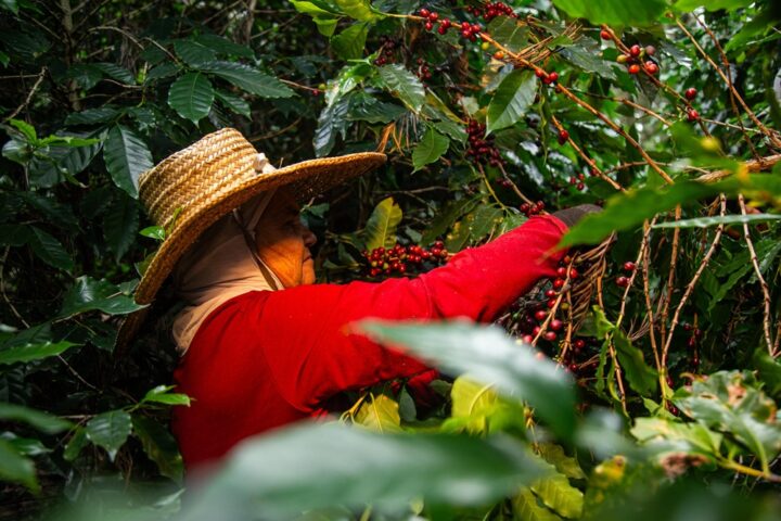 Festival Baiano de Cafés acontece nesta semana em Salvador e aponta futuro do café na Bahia