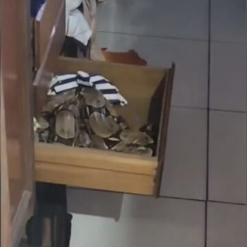 Fotógrafo encontra jiboia dentro de guarda-roupa: ‘Fica o trauma’