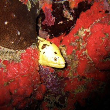 Peixe nativo da Baía de Todos-os-Santos conquista aquaristas e movimenta exportações para EUA, França e Itália