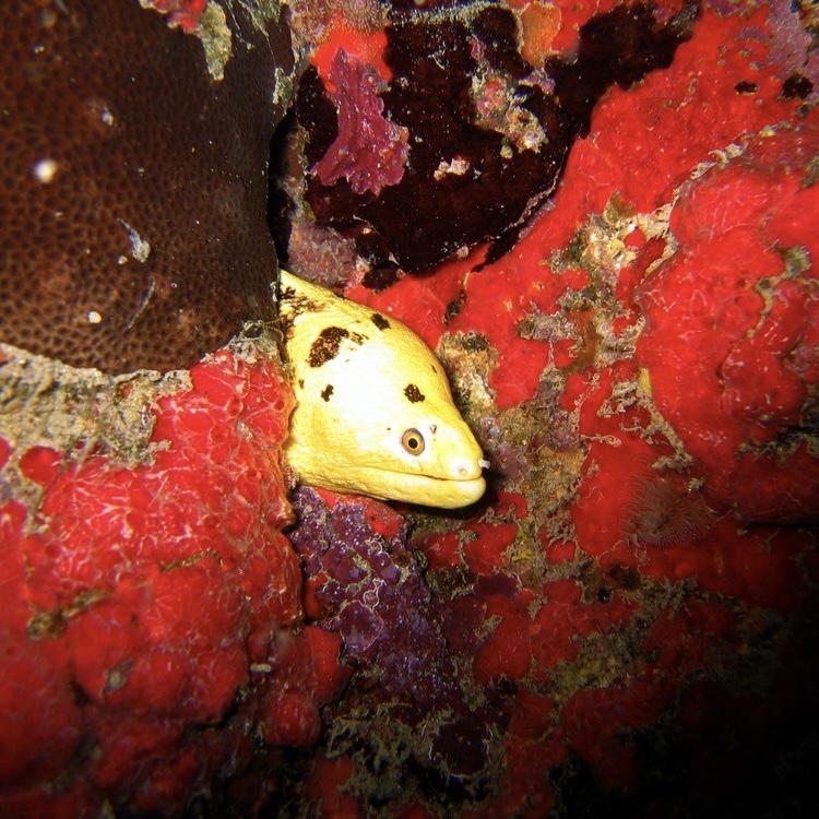 Peixe nativo da Baía de Todos-os-Santos conquista aquaristas e movimenta exportações para EUA, França e Itália