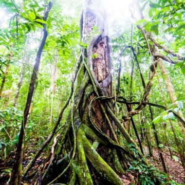 Reserva Michelin: como gigante dos pneus recuperou a Mata Atlântica no sul da Bahia