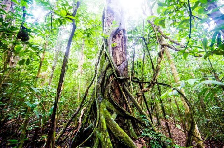 Reserva Michelin: como gigante dos pneus recuperou a Mata Atlântica no sul da Bahia