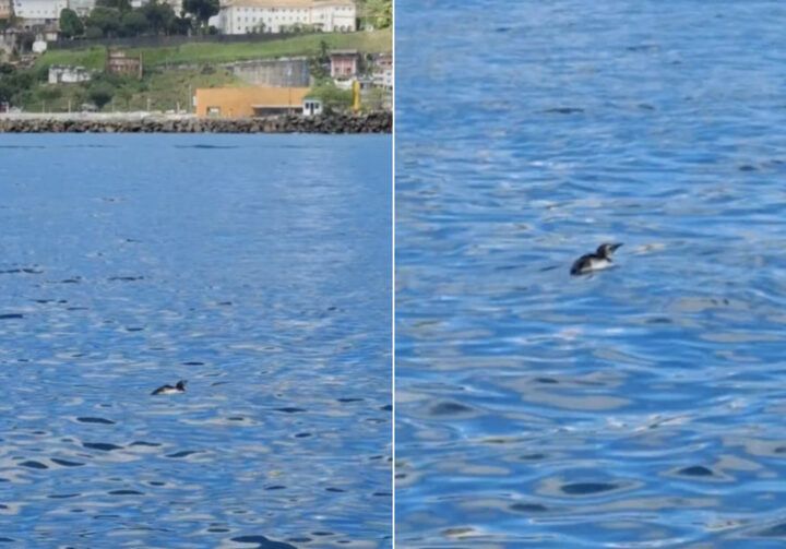 Pinguim chama a atenção ao ser flagrado nadando em praia de Salvador; veja vídeo