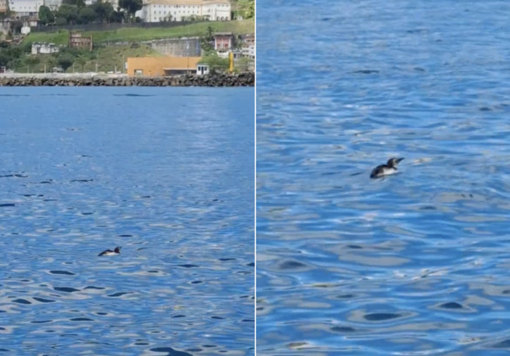 Pinguim chama a atenção ao ser flagrado nadando em praia de Salvador; veja vídeo