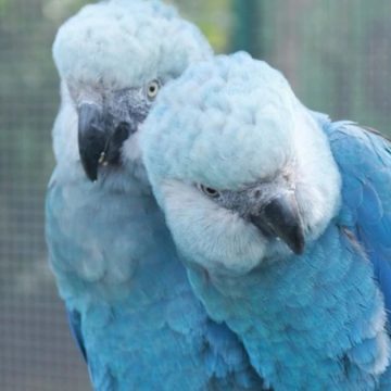 Vírus letal ameaça ararinhas-azuis na Bahia