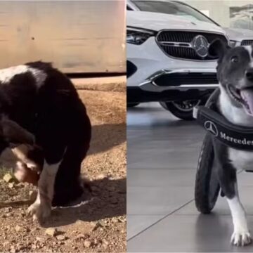 Cadela ganha cadeira de rodas da Mercedes após ser atropelada