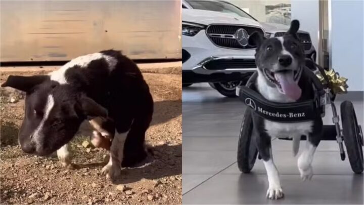 Cadela ganha cadeira de rodas da Mercedes após ser atropelada