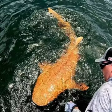 Nunca antes visto, tubarão laranja é fisgado na Costa Rica e surpreende pesquisadores