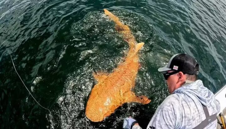Nunca antes visto, tubarão laranja é fisgado na Costa Rica e surpreende pesquisadores