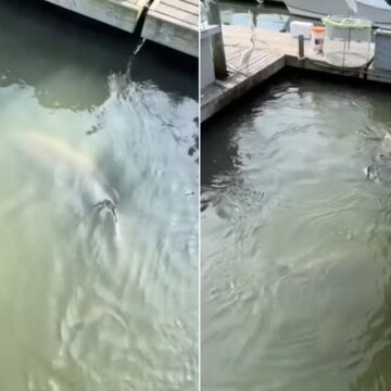 Tubarões e jacaré são vistos nadando juntos e surpreendem turistas nos EUA; veja vídeo