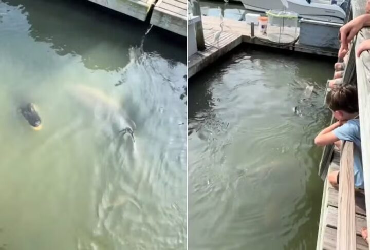 Tubarões e jacaré são vistos nadando juntos e surpreendem turistas nos EUA; veja vídeo