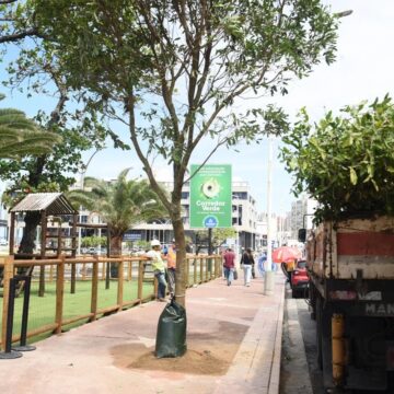 Salvador inicia programa de arborização com plantio de 115 árvores na Pituba