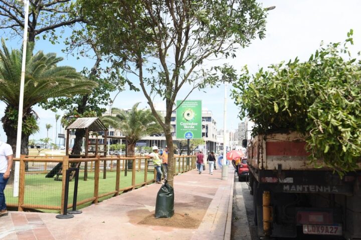 Salvador inicia programa de arborização com plantio de 115 árvores na Pituba