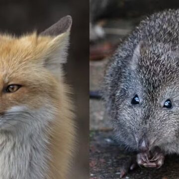 Raposa invade zoológico e come animais em risco de extinção