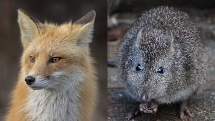 Raposa invade zoológico e come animais em risco de extinção