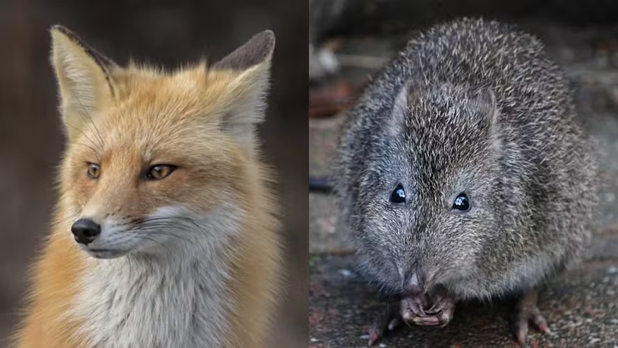 Raposa invade zoológico e come animais em risco de extinção