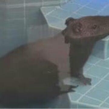 Capivara é encontrada tomando banho de piscina em casa na Bahia