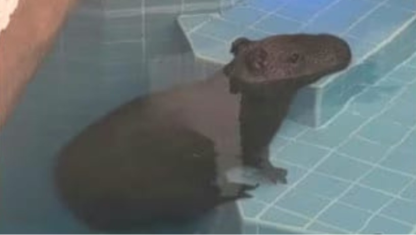 Capivara é encontrada tomando banho de piscina em casa na Bahia