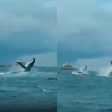 Espetáculo da natureza: vídeo flagra salto duplo de baleias jubarte em Salvador