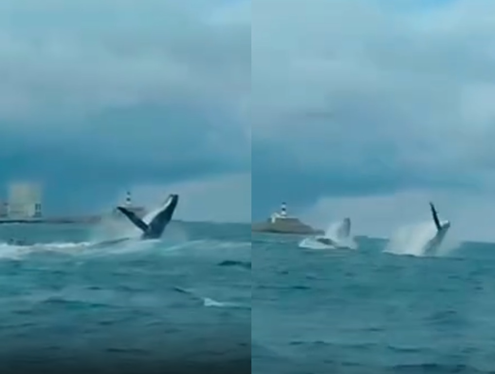 Espetáculo da natureza: vídeo flagra salto duplo de baleias jubarte em Salvador